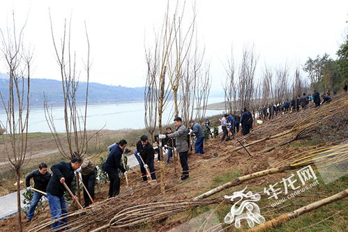 为山清水秀之地再添绿 节后首日重庆30万人种下380万株树木