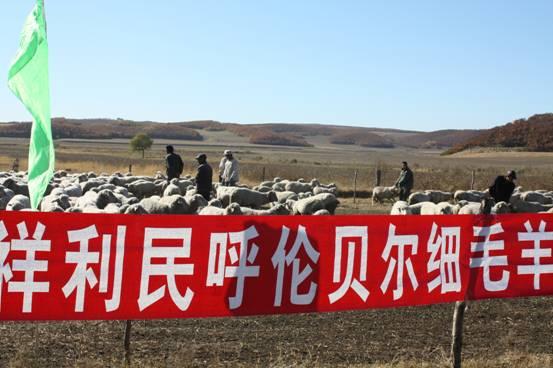 呼伦贝尔市莫旗祥利民种羊场集中销售种公羊